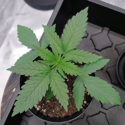 Critical Banana Smoothie growlog timeline photo