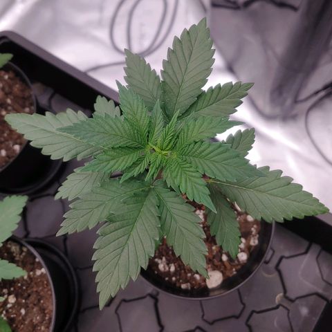 Glookie Monster 2 growlog timeline photo