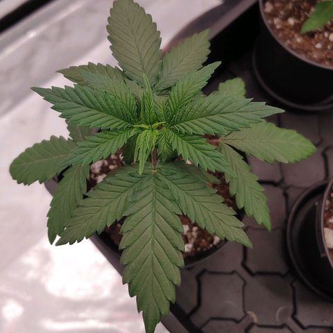 Critical Banana Smoothie growlog timeline photo