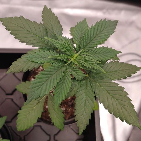 Glookie Monster growlog timeline photo