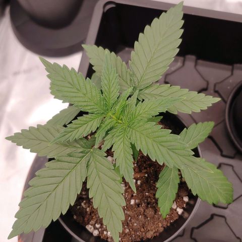 Critical Banana Smoothie growlog timeline photo