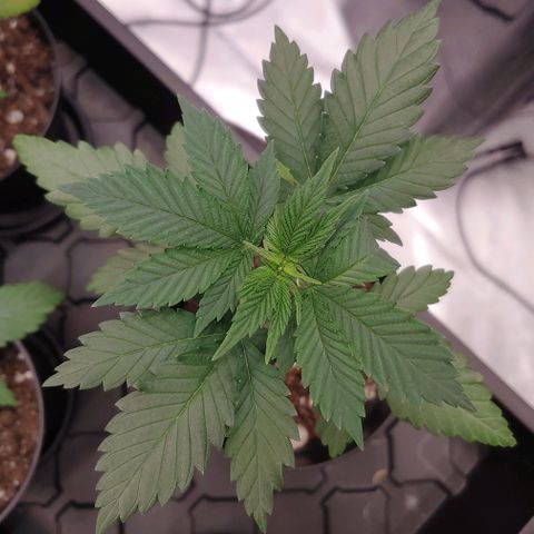 Glookie Monster 2 growlog timeline photo