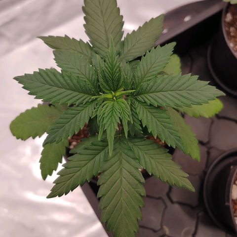 Critical Banana Smoothie 2 growlog timeline photo