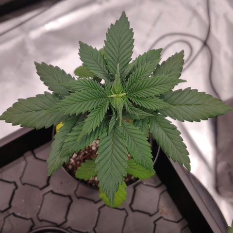 Glookie Monster growlog timeline photo