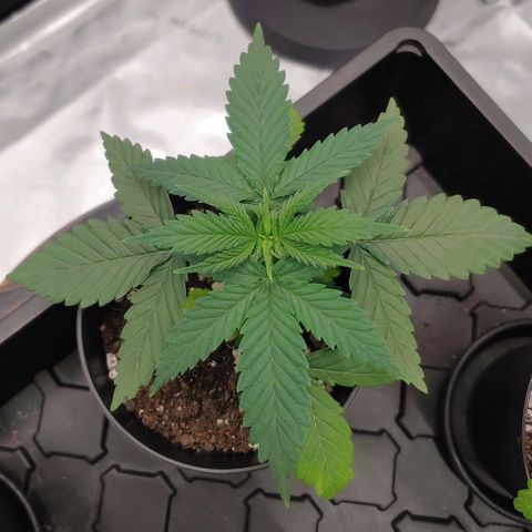 Critical Banana Smoothie growlog timeline photo
