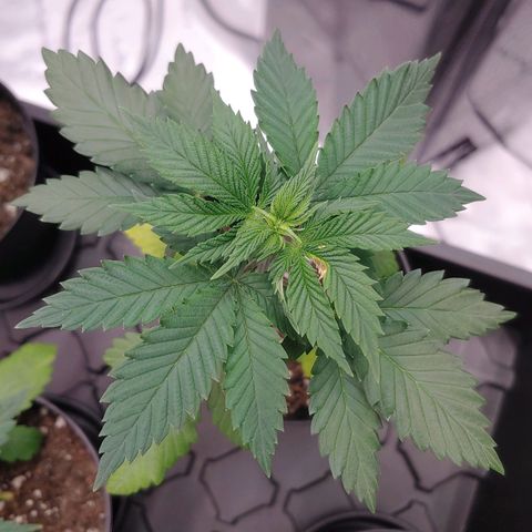 Glookie Monster 2 growlog timeline photo