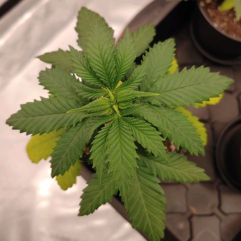 Critical Banana Smoothie 2 growlog timeline photo