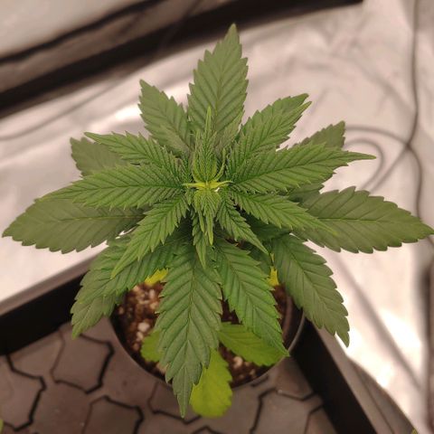 Glookie Monster growlog timeline photo