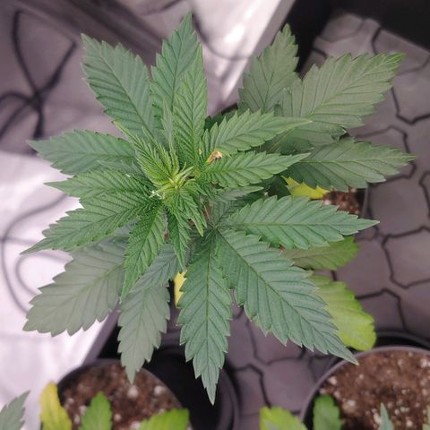 Critical Banana Smoothie growlog timeline photo