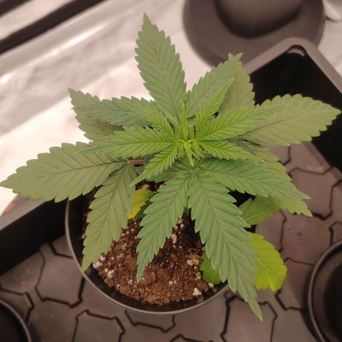 Critical Banana Smoothie growlog timeline photo
