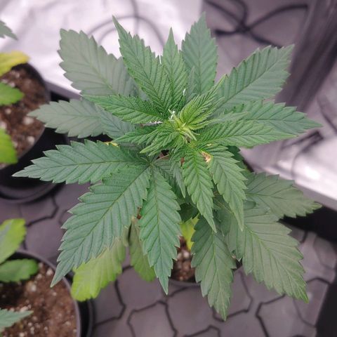 Glookie Monster 2 growlog timeline photo