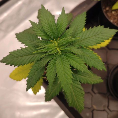 Critical Banana Smoothie 2 growlog timeline photo