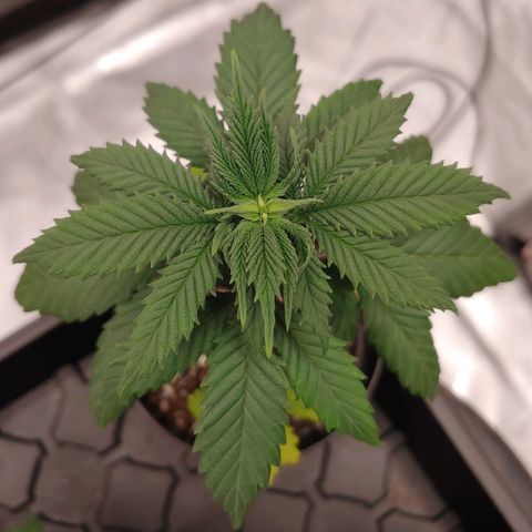 Glookie Monster growlog timeline photo