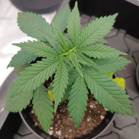 Critical Banana Smoothie growlog timeline photo