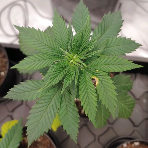 Glookie Monster 2 growlog timeline photo