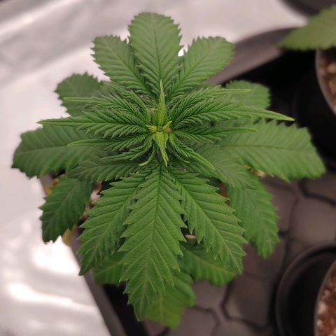 Critical Banana Smoothie 2 growlog timeline photo