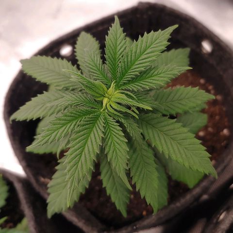 Glookie Monster growlog timeline photo