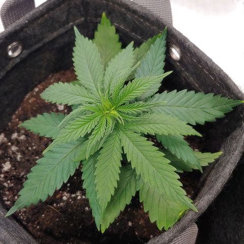 Critical Banana Smoothie growlog timeline photo