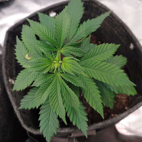 Glookie Monster 2 growlog timeline photo