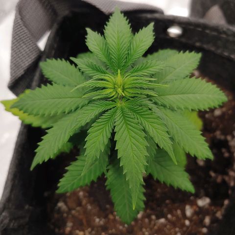 Critical Banana Smoothie 2 growlog timeline photo
