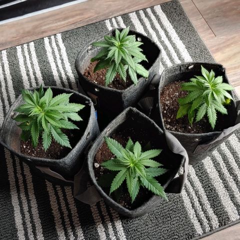 Critical Banana Smoothie 2 growlog timeline photo