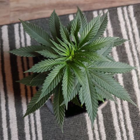 Glookie Monster growlog timeline photo