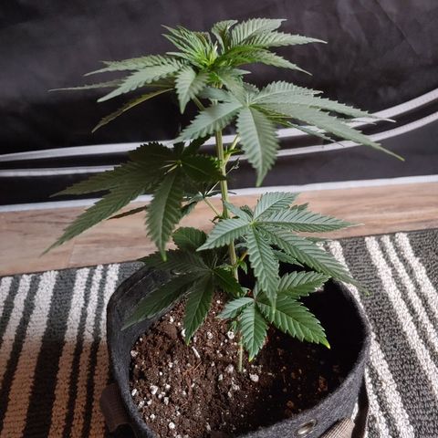 Glookie Monster growlog timeline photo