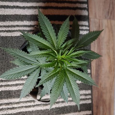 Critical Banana Smoothie growlog timeline photo