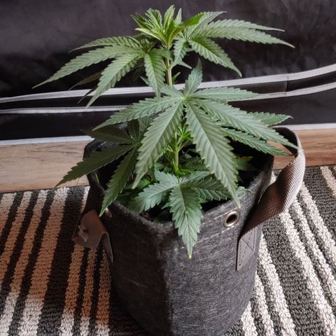 Critical Banana Smoothie growlog timeline photo