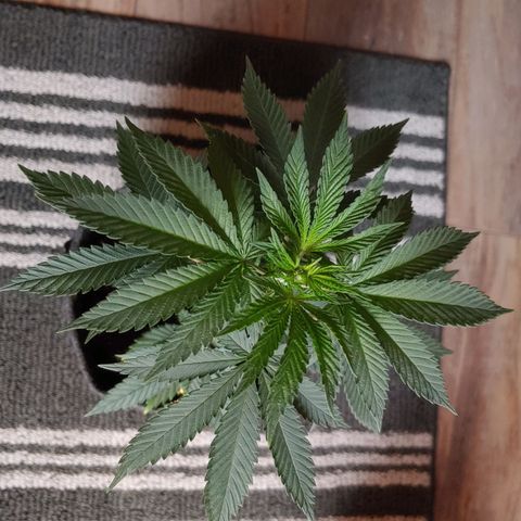 Glookie Monster 2 growlog timeline photo