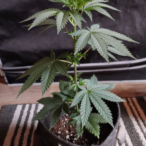 Glookie Monster 2 growlog timeline photo