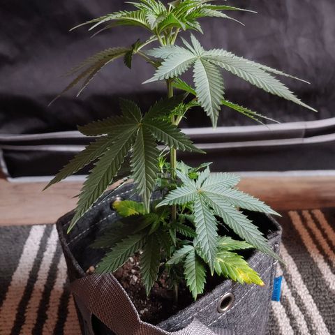 Critical Banana Smoothie 2 growlog timeline photo