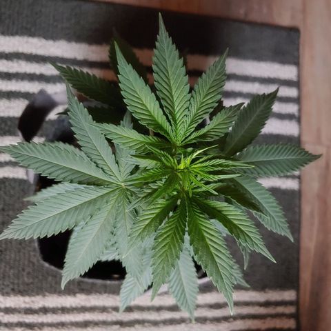 Critical Banana Smoothie 2 growlog timeline photo