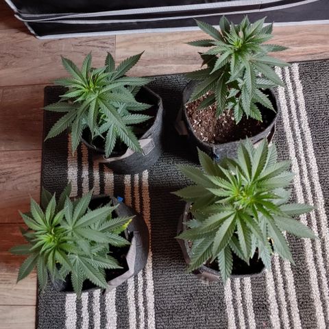 Glookie Monster 2 growlog timeline photo