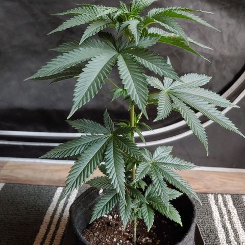 Glookie Monster growlog timeline photo