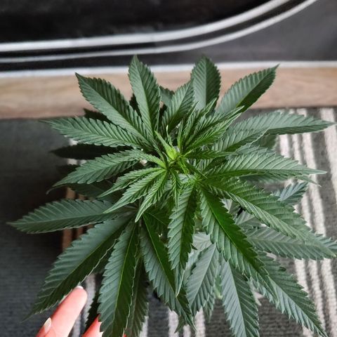 Glookie Monster growlog timeline photo