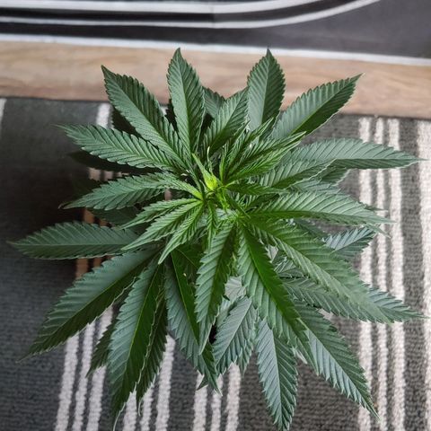 Glookie Monster growlog timeline photo