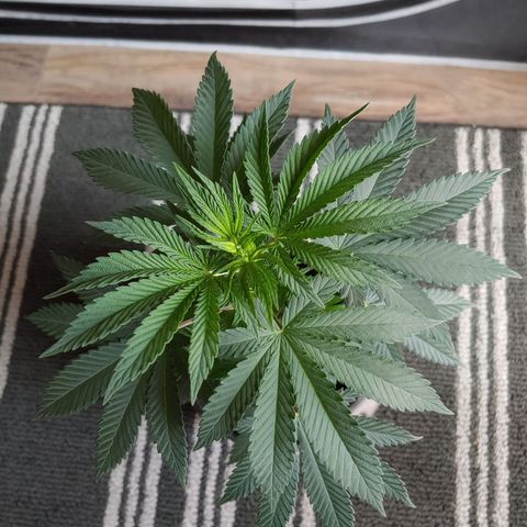 Critical Banana Smoothie growlog timeline photo
