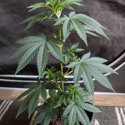 Critical Banana Smoothie growlog timeline photo