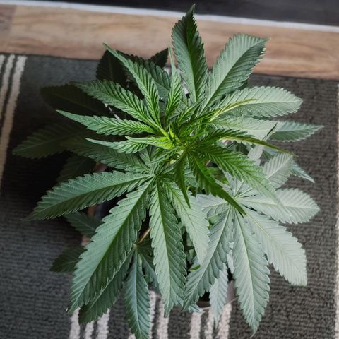 Glookie Monster 2 growlog timeline photo