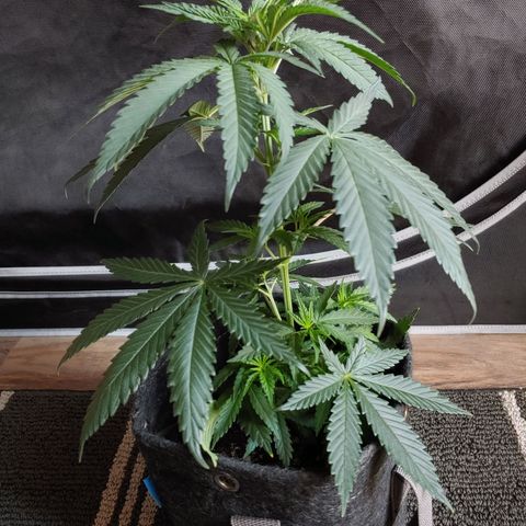 Glookie Monster 2 growlog timeline photo