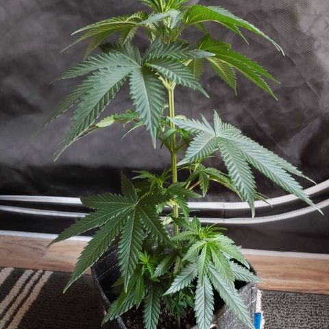 Critical Banana Smoothie 2 growlog timeline photo