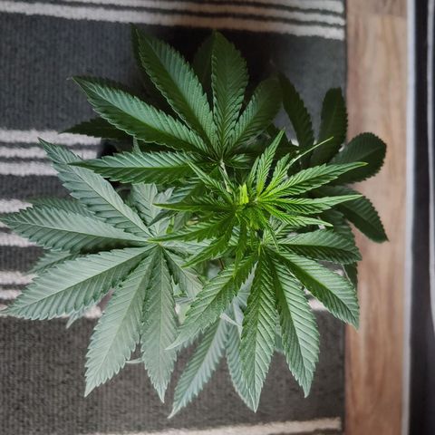 Critical Banana Smoothie 2 growlog timeline photo