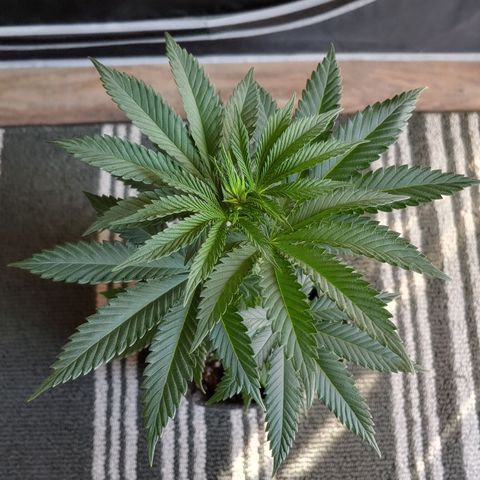 Glookie Monster growlog timeline photo