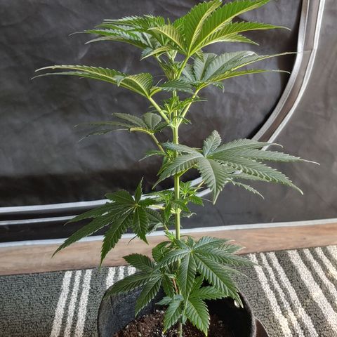Glookie Monster growlog timeline photo