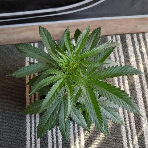 Critical Banana Smoothie growlog timeline photo