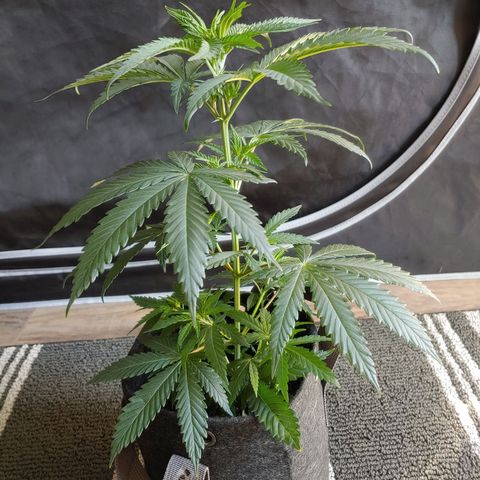 Critical Banana Smoothie growlog timeline photo