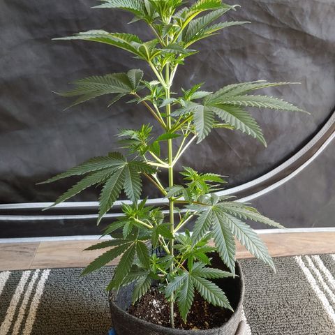 Glookie Monster 2 growlog timeline photo
