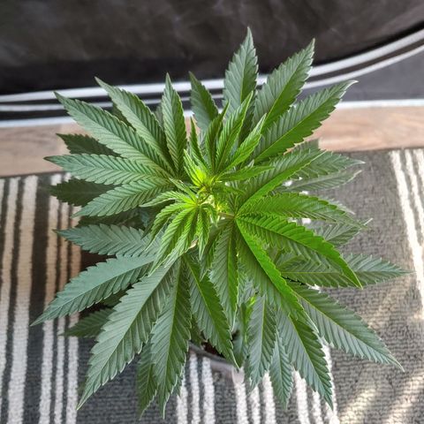 Glookie Monster 2 growlog timeline photo