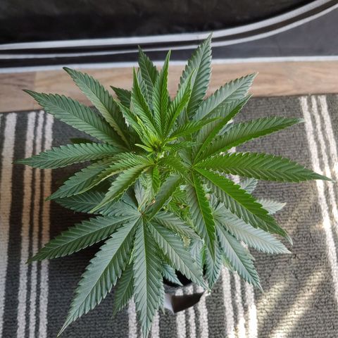 Critical Banana Smoothie 2 growlog timeline photo
